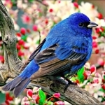 Jak ten ftáček pěkně zpívá